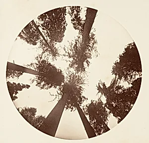 Looking up Among the Sugar Pines - Calaveras Grove by Carleton E. Watkins