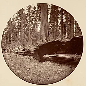 Mammoth Three Grove Hotel Calaveras Co Cal. by Carleton E. Watkins