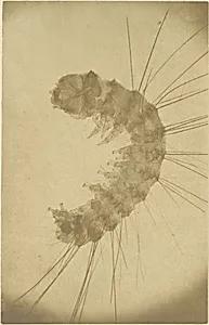 [Microscopic view of an insect] by Alois Auer