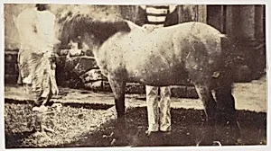 [My Pegu Pony] by Unknown