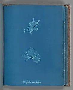 Nitophyllum versicolor by Anna Atkins