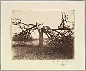Oak Struck by Lightning, Badger, 1856. by Alfred Capel Cure