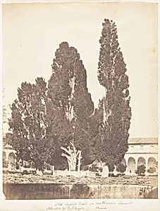 Old Cypress Trees in Carthusian Convent, Rome