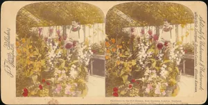 [Pair of Stereograph Views of the Royal Botanic Gardens, Kew Gardens, London, England]