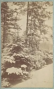 [Pines in Snow] by Unknown