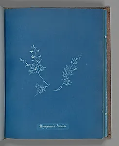 Polysiphonia Brodiæi by Anna Atkins