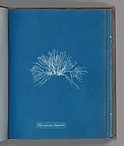 Polysiphonia thuyoides