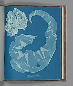 Porphyra laciniata by Anna Atkins