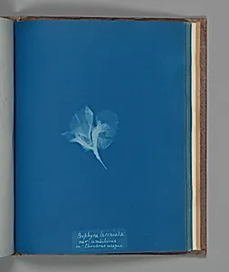 Porphyra laciniata, var: umbilicus on "Chondrus crispus" by Anna Atkins