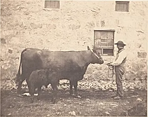 [Prize Cow and Calf]