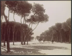 Promenade des Pins à Beyrouth
