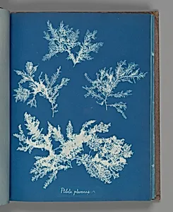 Ptilota plumosa by Anna Atkins