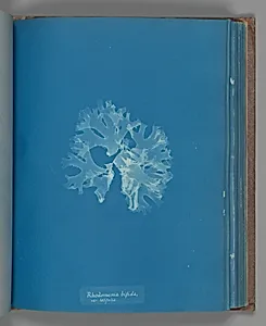 Rhodomenia bifida, var. latifolia