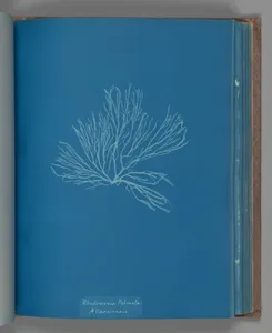 Rhodomenia Palmata ß Sarniensis