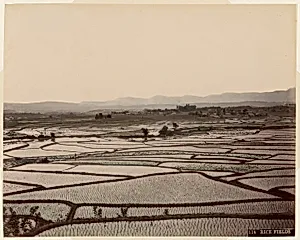 Rice Fields by Unknown