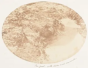 Sea Pool with Shells and Seaweeds