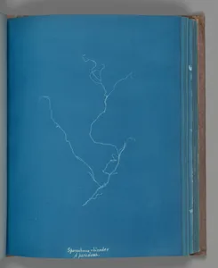Sporochnius rhizodes ß paracloxa