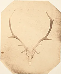 [Stag Trophy Head, Killed by Ned Ross] by Horatio Ross