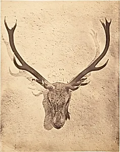 [Stag Trophy Head Killed by Ned Ross]