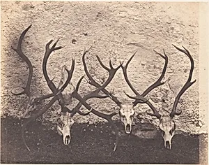[Stags Heads - Dibedale]