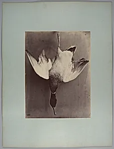 [Still life of fowl, duck with light feathers] by Longjumeau's Amateur