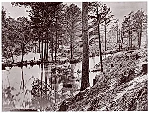 [Swamp Near Broadway Landing, Appomattox River, Virginia] by William Frank Browne|Mathew B. Brady