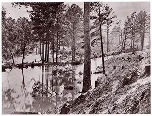 [Swamp Near Broadway Landing, Appomattox River, Virginia]