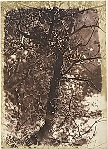 The Fairy Tree at Colinton