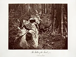 The Father of the Forest, 112 feet circumference, Calaveras Grove by Carleton E. Watkins