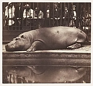 The Hippopotamus at the Zoological Gardens, Regent's Park by de Borbón, Juan