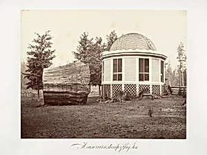 The House over a Stump of a Big Tree by Carleton E. Watkins