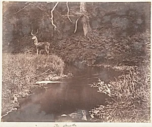 The Lewitha by John Dillwyn Llewelyn