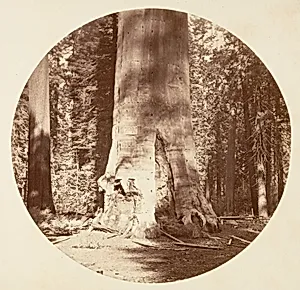 The Mother of the Forest - Calaveras Grove by Carleton E. Watkins