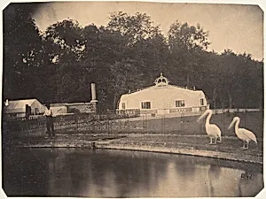 [The Pelicans and Greenhouses, Zoological Gardens, Brussels] by Louis-Pierre-Théophile Dubois de Nehaut