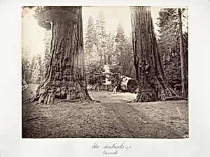 The Sentinels, 315 feet, Yosemite by Carleton E. Watkins