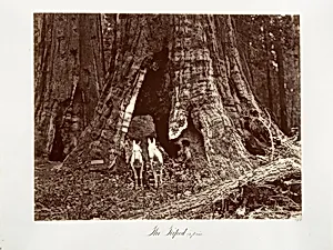 The Tripod, 94 feet circumference by Carleton E. Watkins