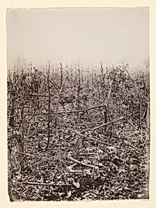 [The Wilderness Battlefield] by Unknown