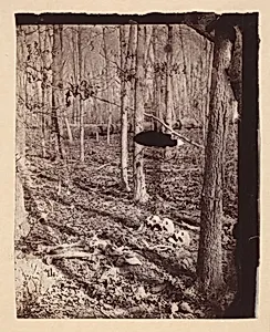 [The Wilderness Battlefield] by Unknown