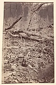[The Wilderness Battlefield, near Spotsylvania, Virginia] by Unknown