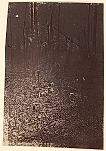 [The Wilderness Battlefield, near Spotsylvania, Virginia] by Unknown