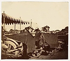 [Tigers Presented to the Countess Canning at Agra] by Unknown