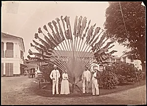 Traveller's Palm or Fan Palm, Singapore by Unknown