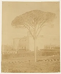 [Tree in Formal Garden Outside Palazzo] by Giacomo Caneva