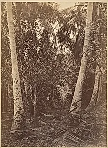Tropical Scenery, Forest Near Turbo