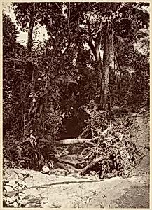 Tropical Scenery, The Brook El Bano, Chipigana