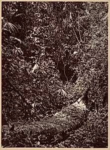 Tropical Scenery, Tropical Forest
