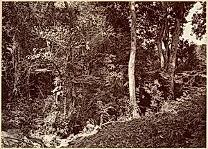 Tropical Scenery, View Near Chipigana