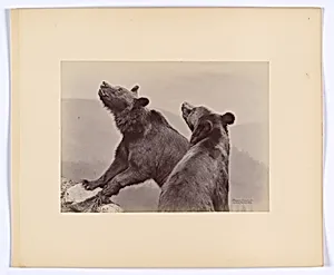 [Two Bears]