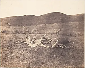 [Two Stags and Roe Buck]