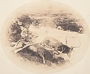 [Two Stags, One Shot by Mr. Ross and the Other by Mrs. Ross] by Horatio Ross